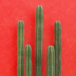 Meet your Posher, Angie